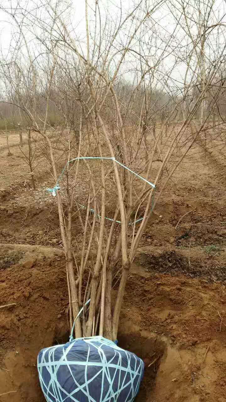 ľ